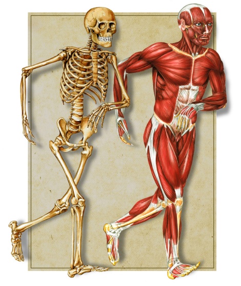 Muscles and bones